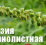 Амброзия полыннолистная — чрезвычайно опасный карантинный сорняк - Администрация г. Ялта